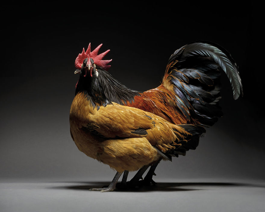 We Photographed Hundreds Of The Most Beautiful Chicken Couples And They Fell In Love, Literally!