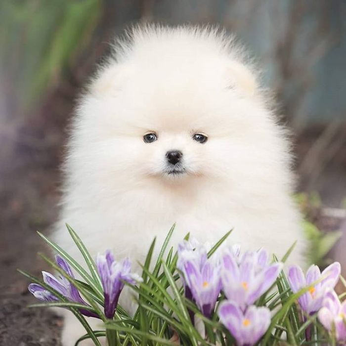 Here Are 23 Adorable Photos Of Furballs Jumping Around And Getting Their First Taste Of Snow Here Are 23 Adorable Photos Of Furballs Jumping Around And Getting Their First Taste Of Snow