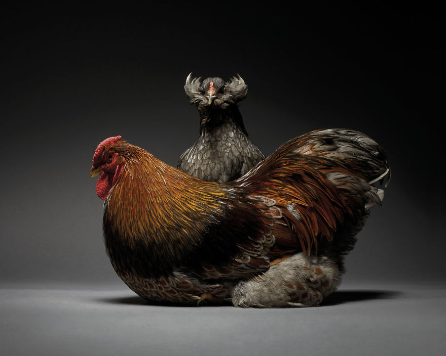 We Photographed Hundreds Of The Most Beautiful Chicken Couples And They Fell In Love, Literally!