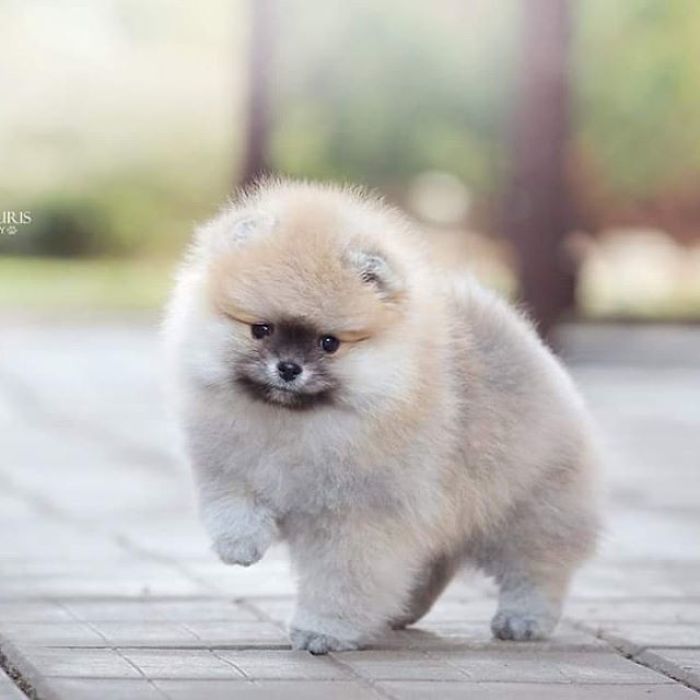 Here Are 23 Adorable Photos Of Furballs Jumping Around And Getting Their First Taste Of Snow Here Are 23 Adorable Photos Of Furballs Jumping Around And Getting Their First Taste Of Snow