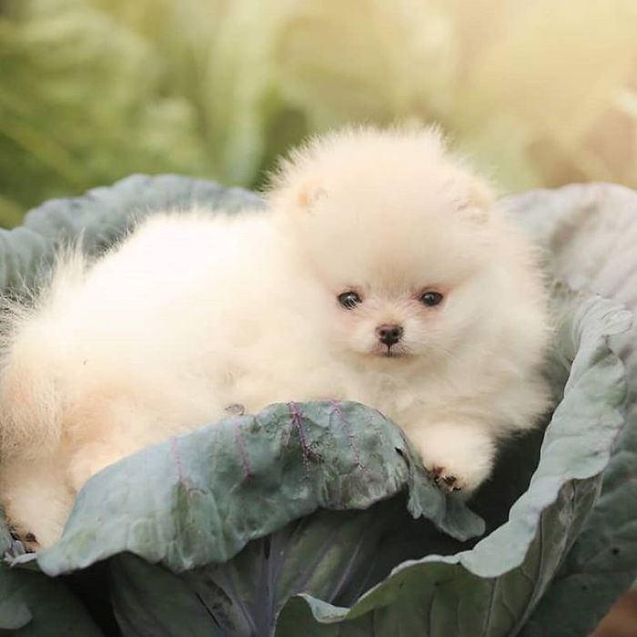 Here Are 23 Adorable Photos Of Furballs Jumping Around And Getting Their First Taste Of Snow Here Are 23 Adorable Photos Of Furballs Jumping Around And Getting Their First Taste Of Snow