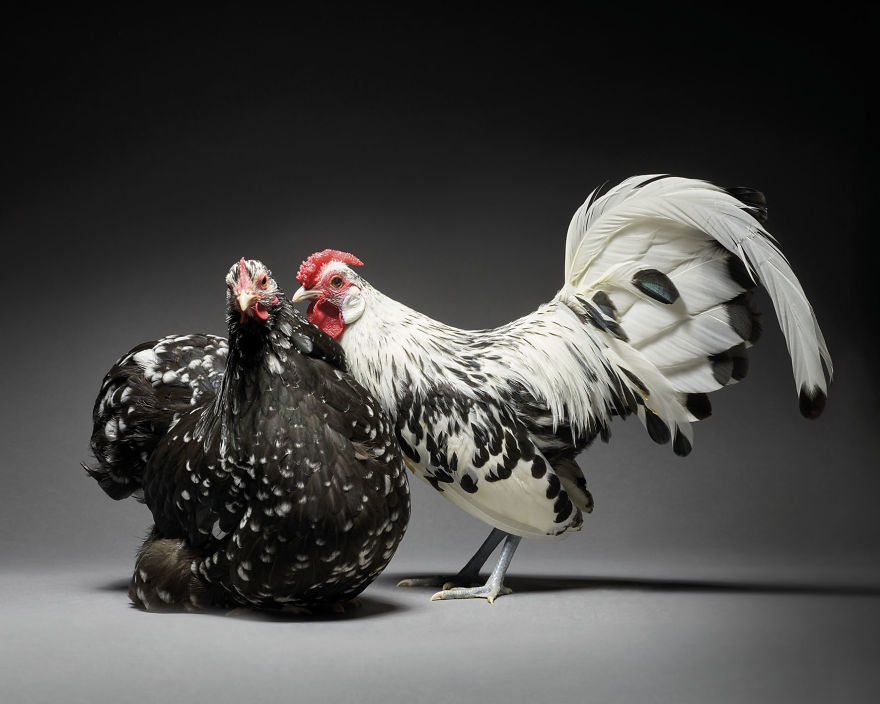 We Photographed Hundreds Of The Most Beautiful Chicken Couples And They Fell In Love, Literally!