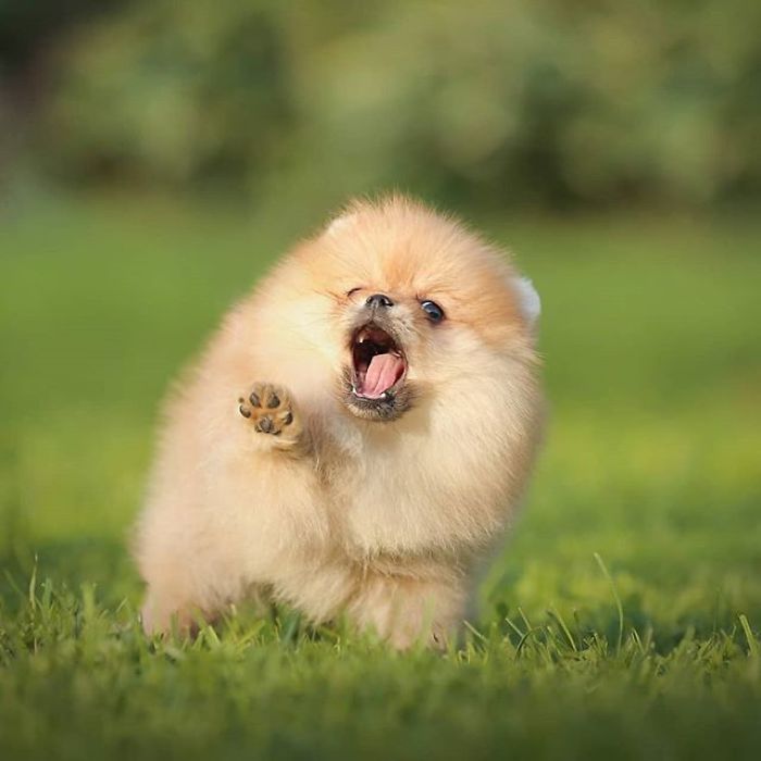 Here Are 23 Adorable Photos Of Furballs Jumping Around And Getting Their First Taste Of Snow