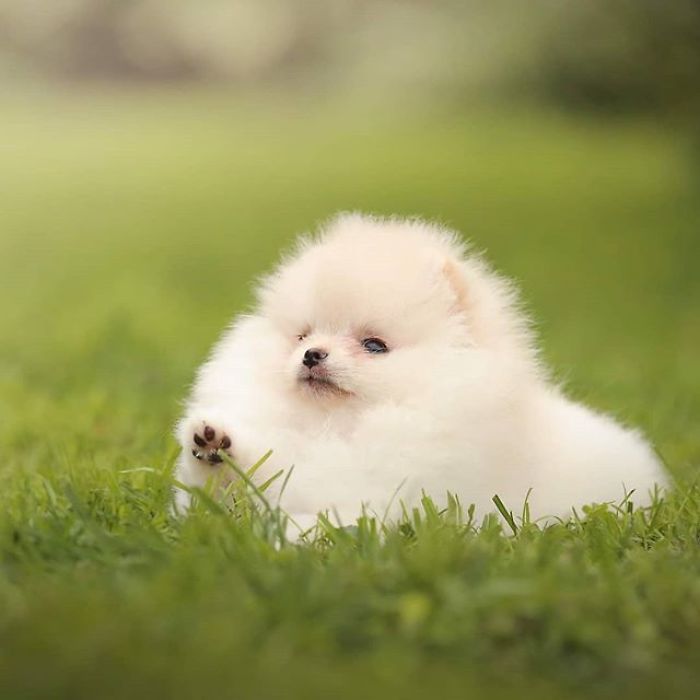 Here Are 23 Adorable Photos Of Furballs Jumping Around And Getting Their First Taste Of Snow Here Are 23 Adorable Photos Of Furballs Jumping Around And Getting Their First Taste Of Snow