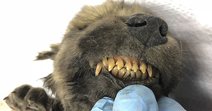 Scientists Are Baffled By An 18,000-Year-Old ‘Wolf-Dog’ Puppy Found Frozen In Siberia