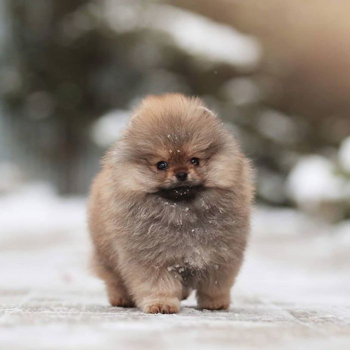 Here Are 23 Adorable Photos Of Furballs Jumping Around And Getting Their First Taste Of Snow Here Are 23 Adorable Photos Of Furballs Jumping Around And Getting Their First Taste Of Snow