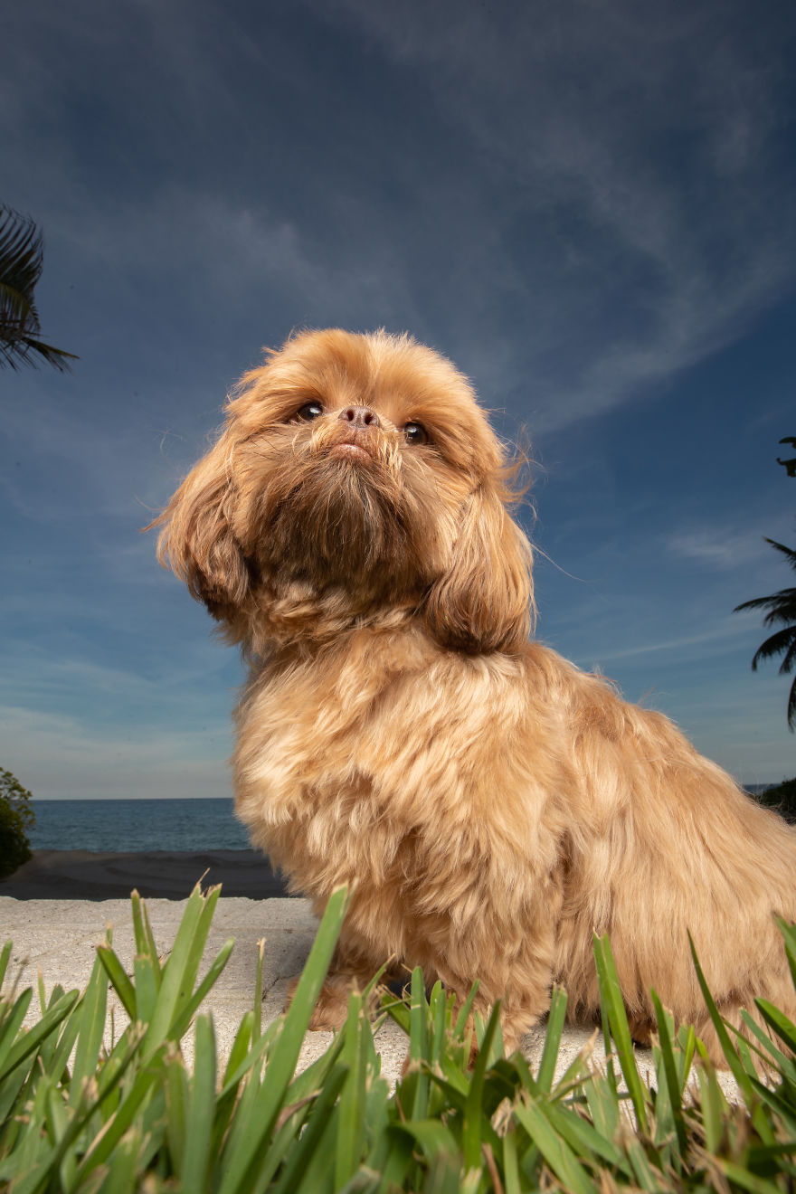 We Took Pictures Of A Doggo In The Beach While The Sun Was Setting We Took Pictures Of A Doggo In The Beach While The Sun Was Setting