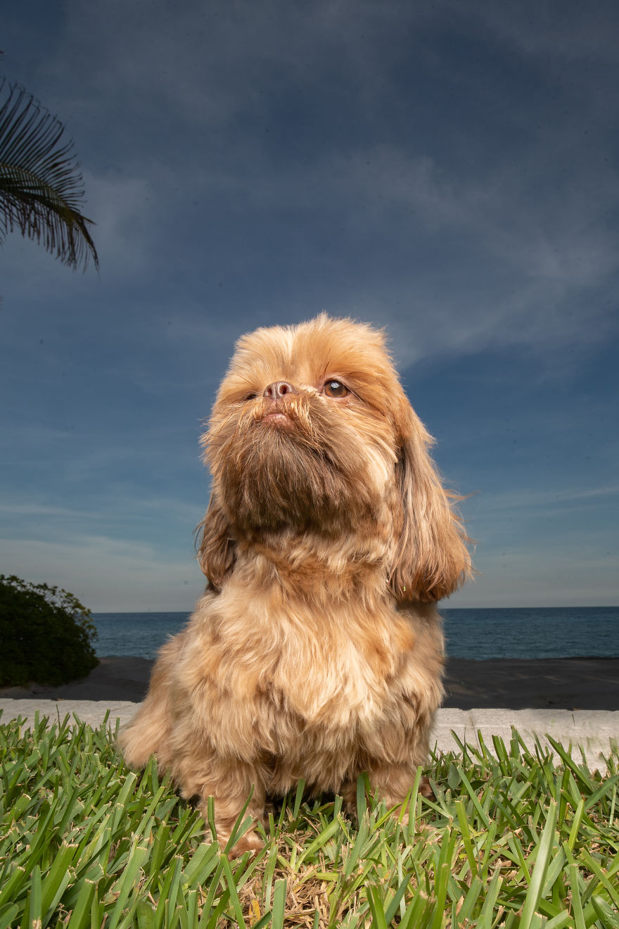 We Took Pictures Of A Doggo In The Beach While The Sun Was Setting We Took Pictures Of A Doggo In The Beach While The Sun Was Setting