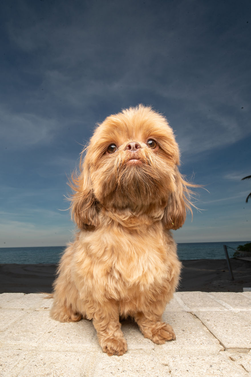 We Took Pictures Of A Doggo In The Beach While The Sun Was Setting We Took Pictures Of A Doggo In The Beach While The Sun Was Setting
