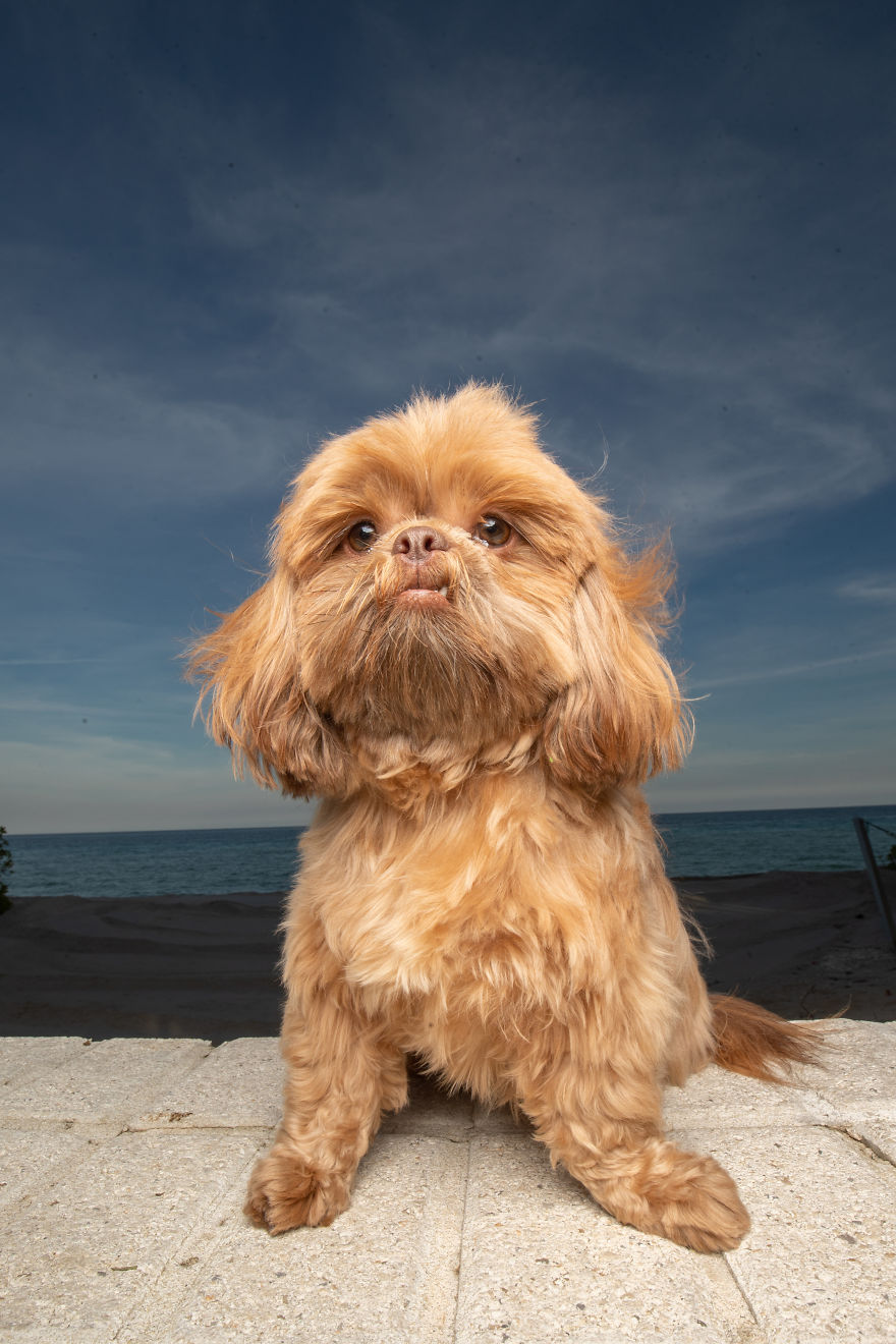 We Took Pictures Of A Doggo In The Beach While The Sun Was Setting We Took Pictures Of A Doggo In The Beach While The Sun Was Setting