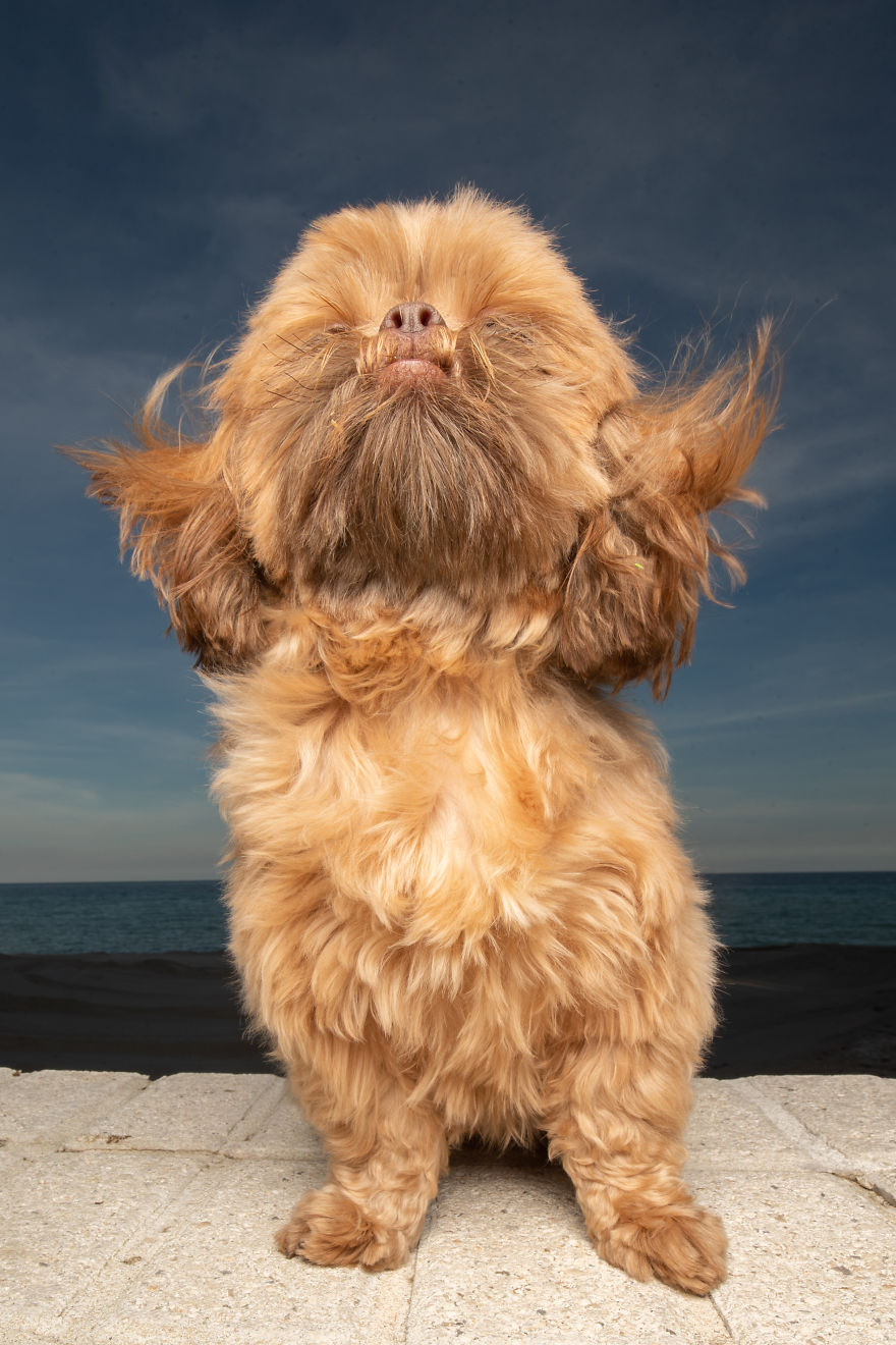 We Took Pictures Of A Doggo In The Beach While The Sun Was Setting We Took Pictures Of A Doggo In The Beach While The Sun Was Setting