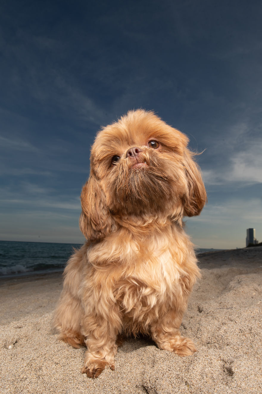 We Took Pictures Of A Doggo In The Beach While The Sun Was Setting
