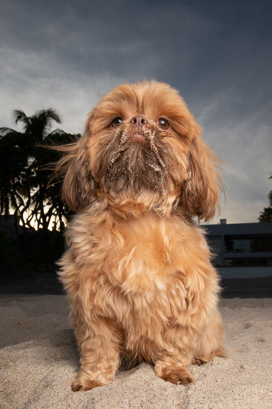 We Took Pictures Of A Doggo In The Beach While The Sun Was Setting