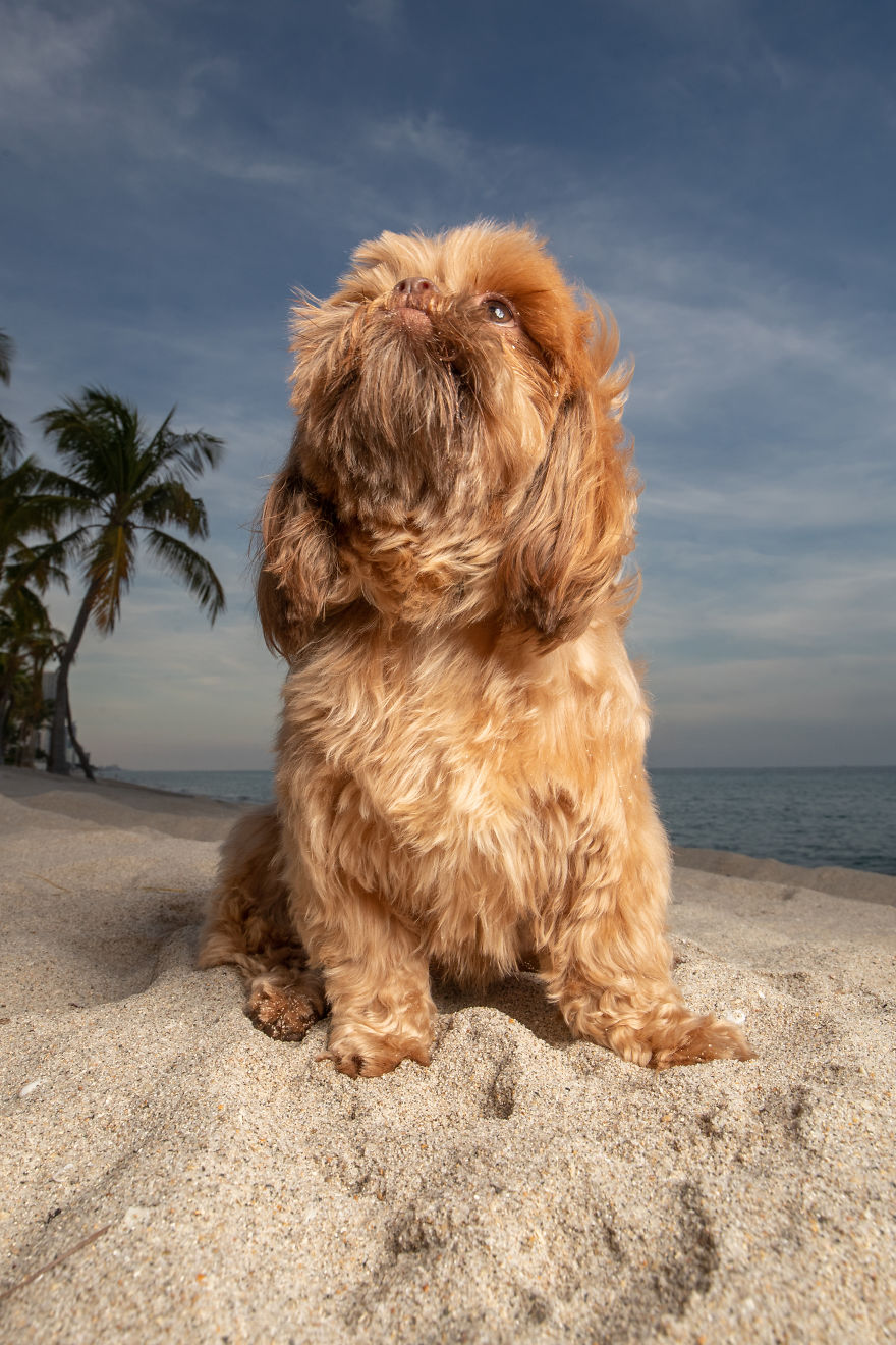 We Took Pictures Of A Doggo In The Beach While The Sun Was Setting We Took Pictures Of A Doggo In The Beach While The Sun Was Setting