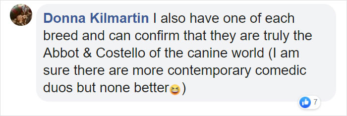Goldie And German Shepherd In Panic After Owner 'Collapses', Have A Conversation On What To Do Next Goldie And German Shepherd In Panic After Owner 'Collapses', Have A Conversation On What To Do Next