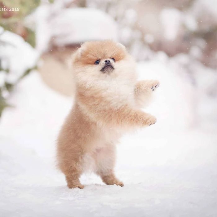 Here Are 23 Adorable Photos Of Furballs Jumping Around And Getting Their First Taste Of Snow