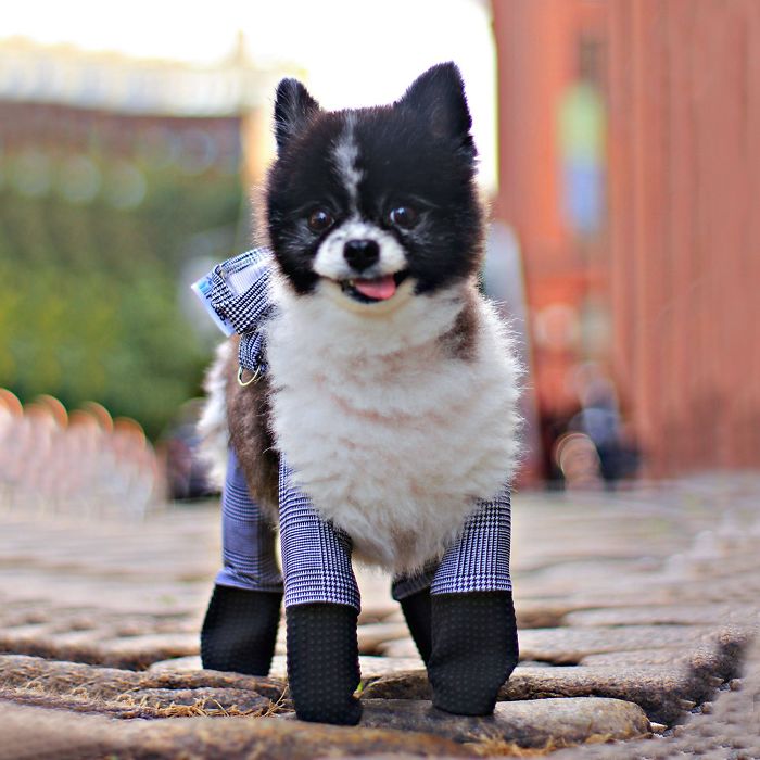 You Can Now Get Your Dog A Pair Of Leggings To Warm Their Paws