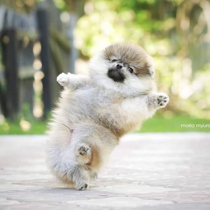 Here Are 23 Adorable Photos Of Furballs Jumping Around And Getting Their First Taste Of Snow Here Are 23 Adorable Photos Of Furballs Jumping Around And Getting Their First Taste Of Snow