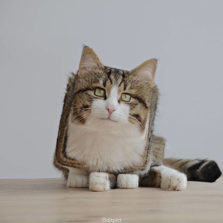 Indonesian Artist Uses Photoshop To Show A Surreal Image Of Animals