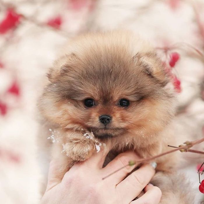 Here Are 23 Adorable Photos Of Furballs Jumping Around And Getting Their First Taste Of Snow Here Are 23 Adorable Photos Of Furballs Jumping Around And Getting Their First Taste Of Snow