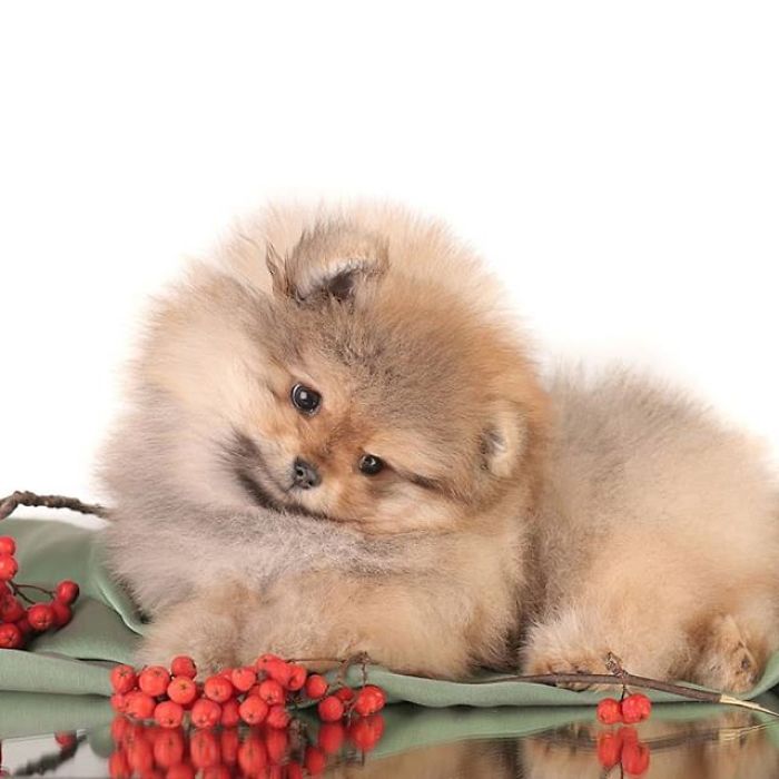 Here Are 23 Adorable Photos Of Furballs Jumping Around And Getting Their First Taste Of Snow Here Are 23 Adorable Photos Of Furballs Jumping Around And Getting Their First Taste Of Snow