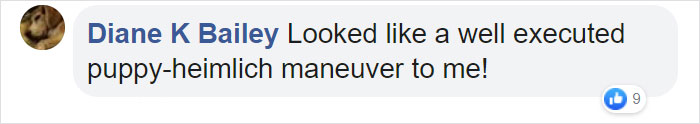 Goldie And German Shepherd In Panic After Owner 'Collapses', Have A Conversation On What To Do Next Goldie And German Shepherd In Panic After Owner 'Collapses', Have A Conversation On What To Do Next