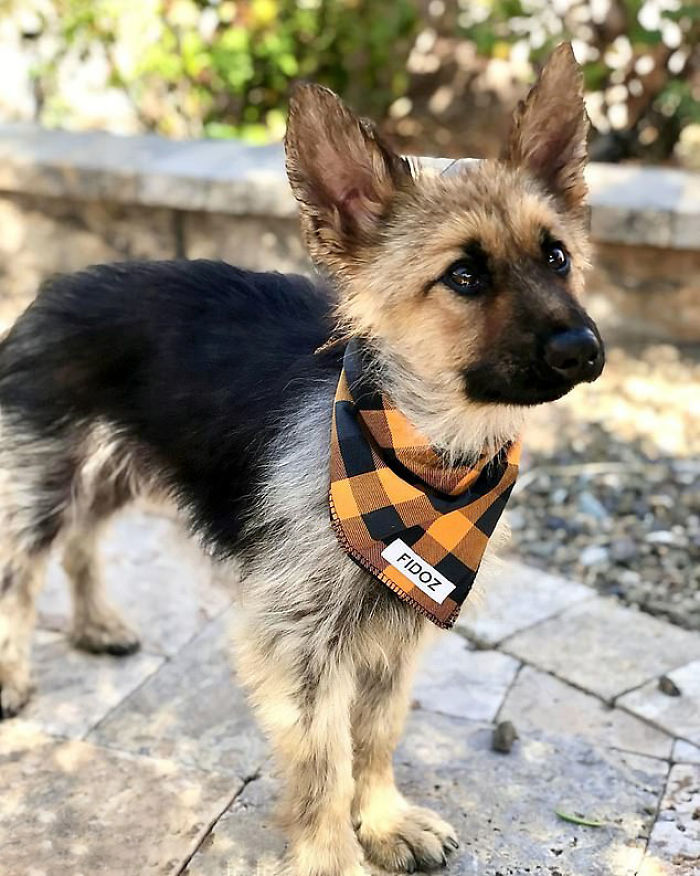 This 2-Year-Old German Shepherd With Dwarfism Will Always Look Like A Tiny Puppy This 2-Year-Old German Shepherd With Dwarfism Will Always Look Like A Tiny Puppy