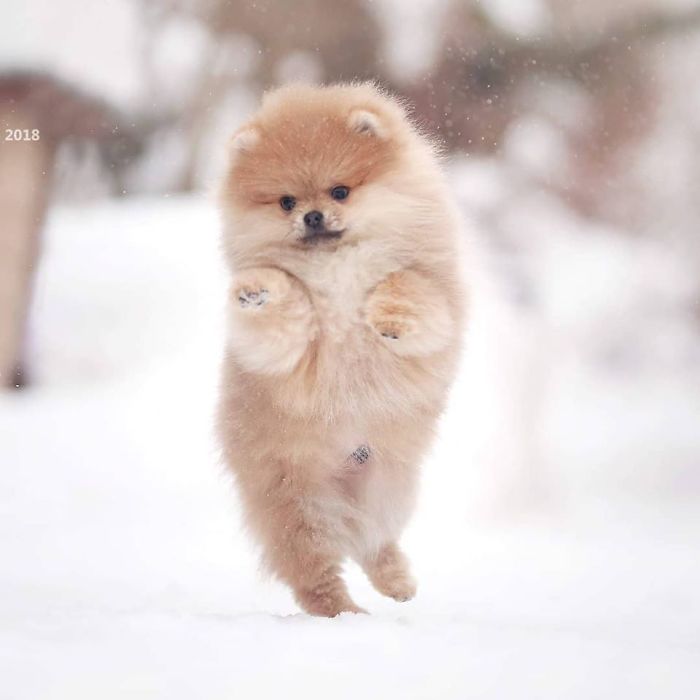 Here Are 23 Adorable Photos Of Furballs Jumping Around And Getting Their First Taste Of Snow Here Are 23 Adorable Photos Of Furballs Jumping Around And Getting Their First Taste Of Snow