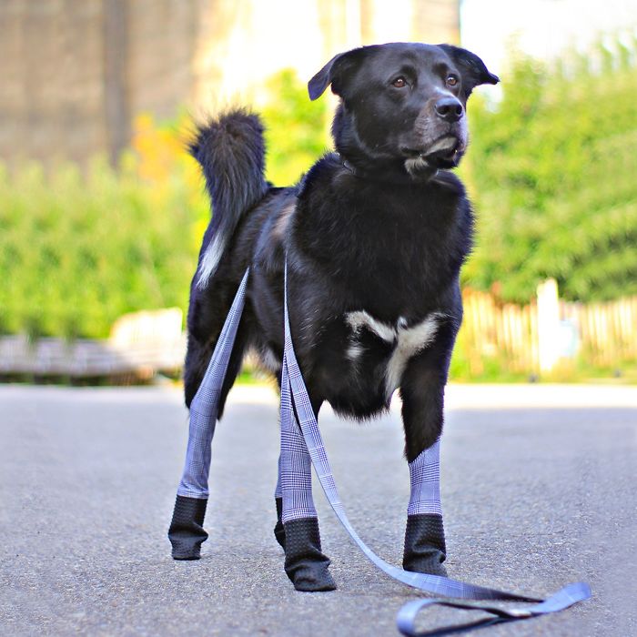 You Can Now Get Your Dog A Pair Of Leggings To Warm Their Paws
