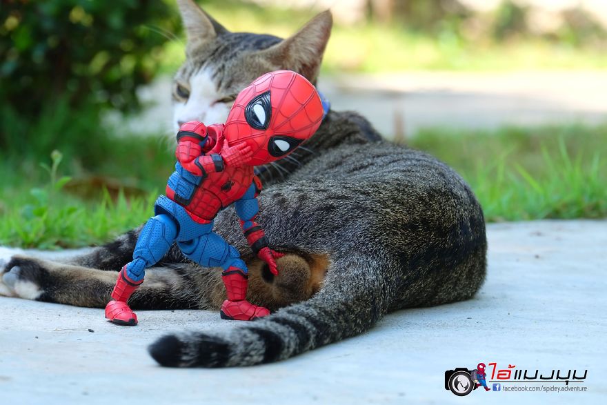 See The Adventures Of A Mini Spiderman With Lovely Cats Created By A Thai Artist
