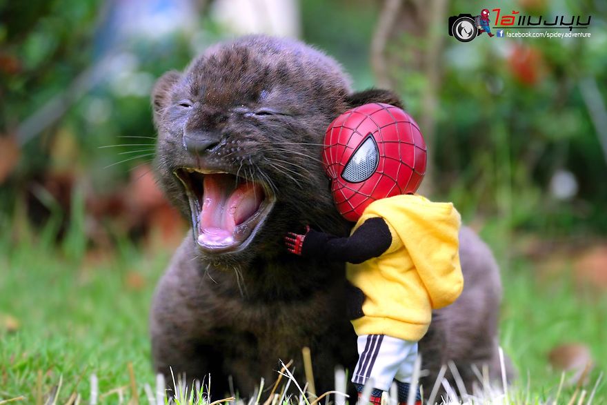 See The Adventures Of A Mini Spiderman With Lovely Cats Created By A Thai Artist