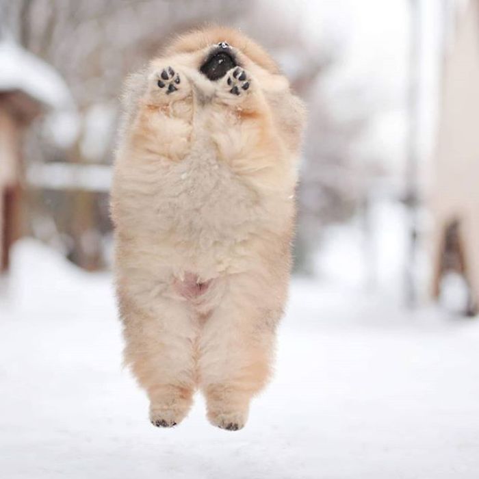 Here Are 23 Adorable Photos Of Furballs Jumping Around And Getting Their First Taste Of Snow Here Are 23 Adorable Photos Of Furballs Jumping Around And Getting Their First Taste Of Snow