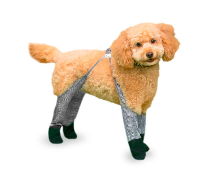 You Can Now Get Your Dog A Pair Of Leggings To Warm Their Paws You Can Now Get Your Dog A Pair Of Leggings To Warm Their Paws