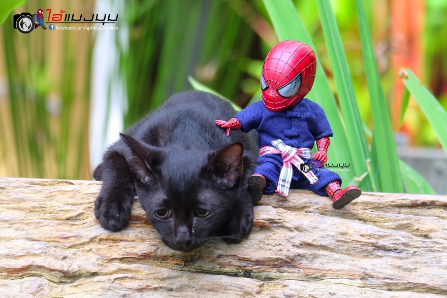 See The Adventures Of A Mini Spiderman With Lovely Cats Created By A Thai Artist