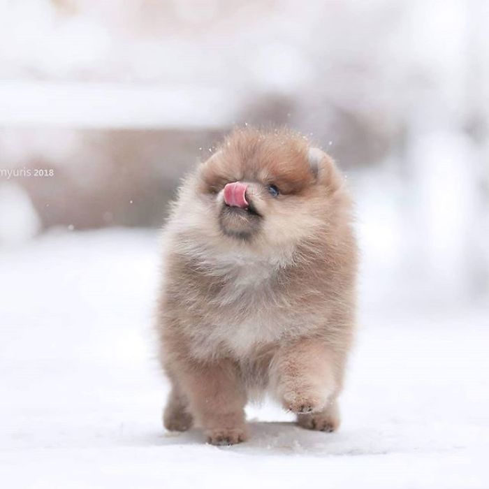 Here Are 23 Adorable Photos Of Furballs Jumping Around And Getting Their First Taste Of Snow Here Are 23 Adorable Photos Of Furballs Jumping Around And Getting Their First Taste Of Snow