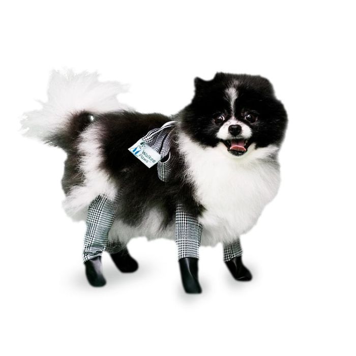 You Can Now Get Your Dog A Pair Of Leggings To Warm Their Paws You Can Now Get Your Dog A Pair Of Leggings To Warm Their Paws
