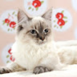 monalisanevamasquerade avatar