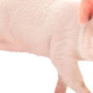 trumansarazen avatar