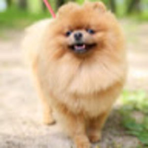 alexandraghobrial avatar