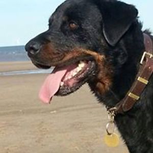 candyflosssaidgo avatar