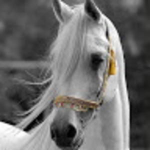 desireederfus avatar