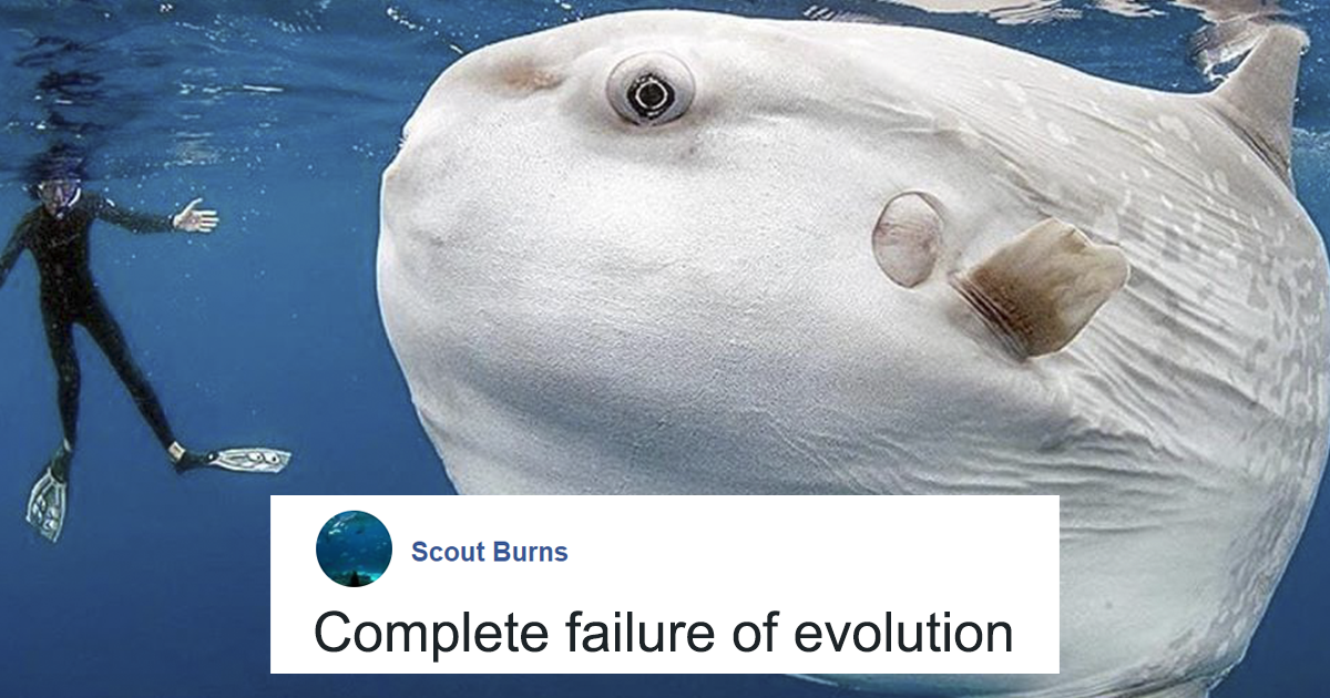 People Are Hysterical Over A Viral Sunfish Rant On Facebook