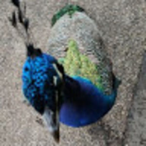 peterfowl avatar
