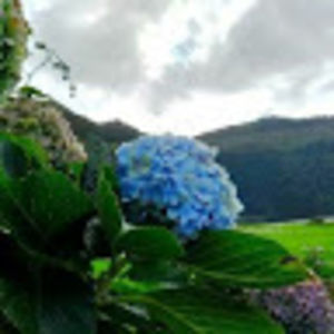 silkefriedmann avatar