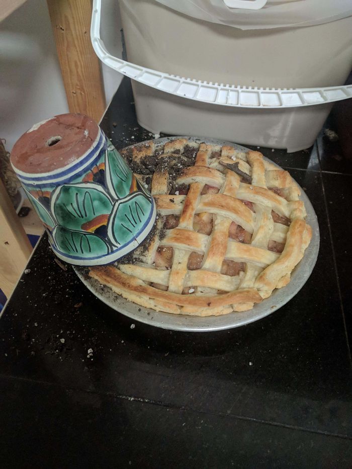 Finally Made A Good Lattice Crust Then I Went And Knocked My Cactus Onto It