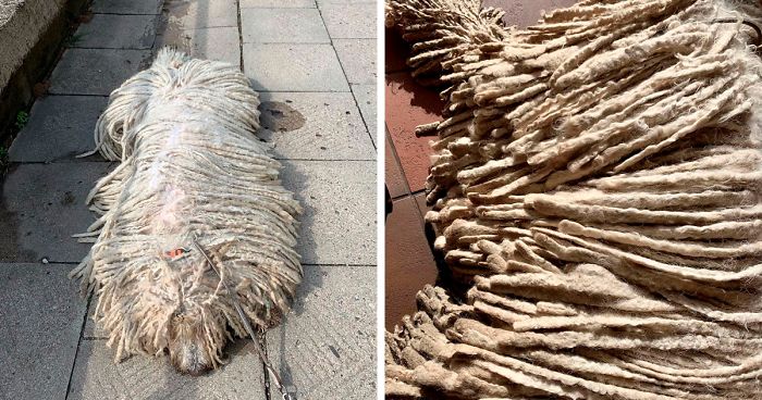 Mop Dog Named Hanga Goes Viral For Her Swimming Video And She’s Lucky Her Owner Is A Pet Groomer