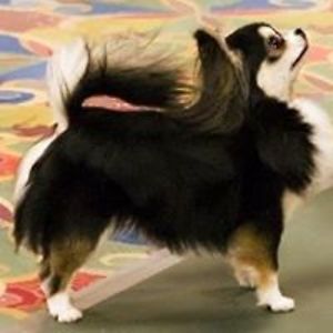 krispinborders avatar