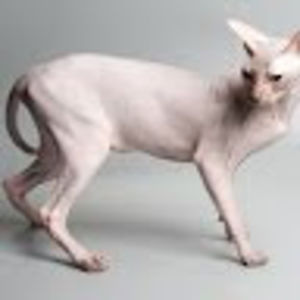 liliannamolthen avatar