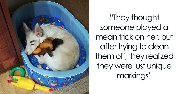 People Tried Washing This Dog’s Eyebrows Off Only To Find Out They’re Not Painted