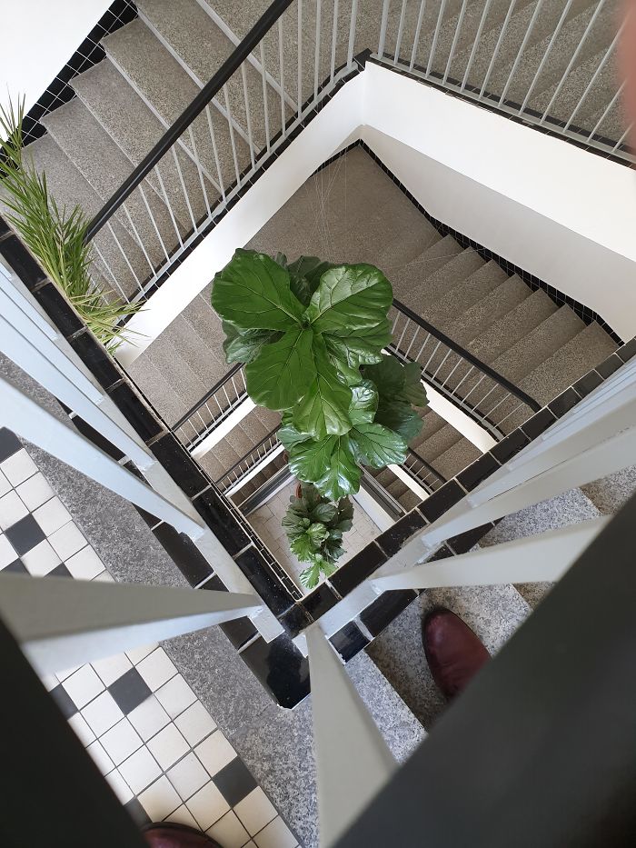 Plant In Our Office Is 4 Stories Tall